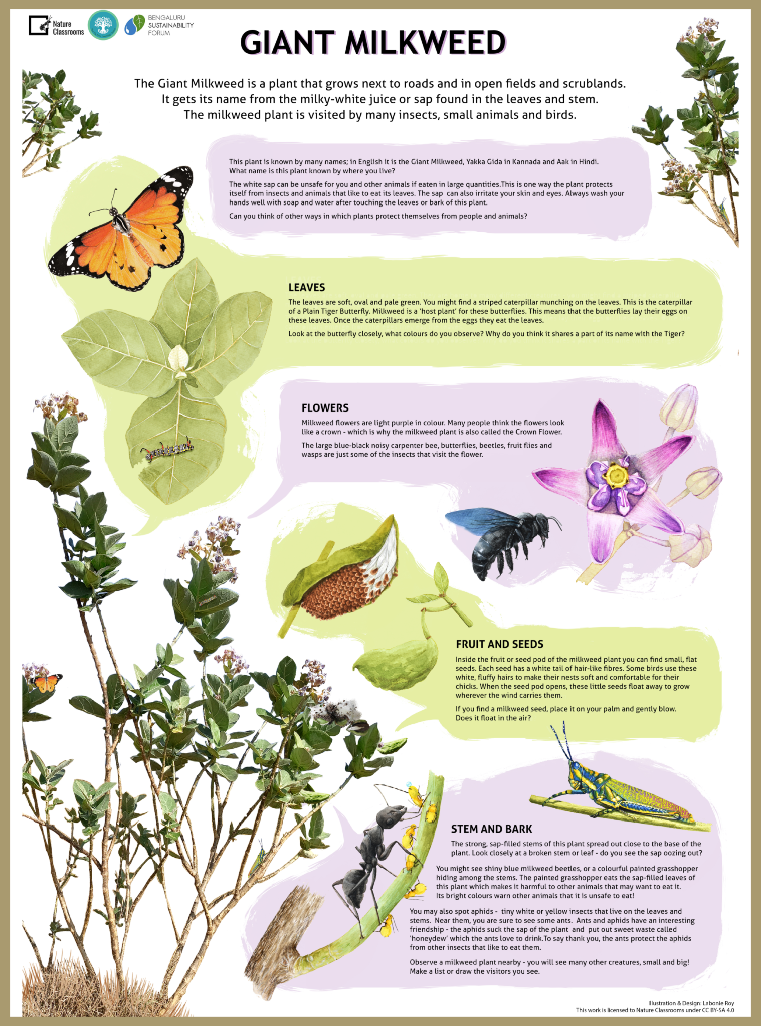 I wonder Issue 7 Dec21 connecting to the natural world giant milkweed