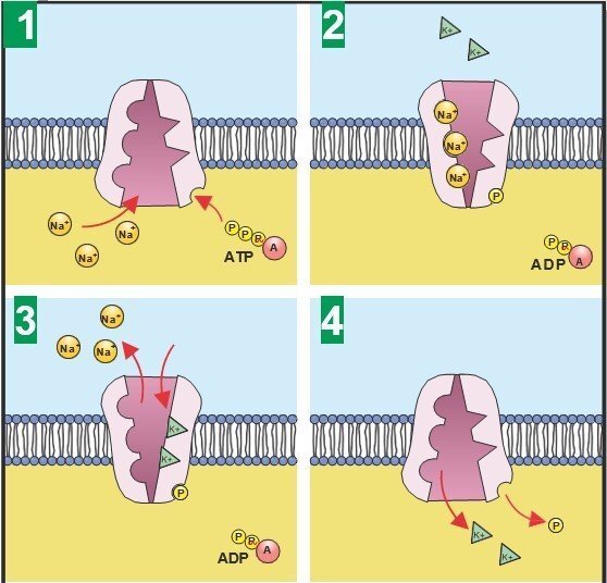 I wonder Nov 2015 the biology of electricity fig 4