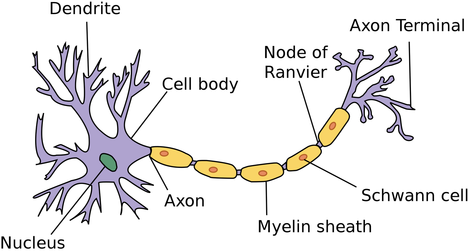 I wonder Nov 2015 the biology of electricity fig 5