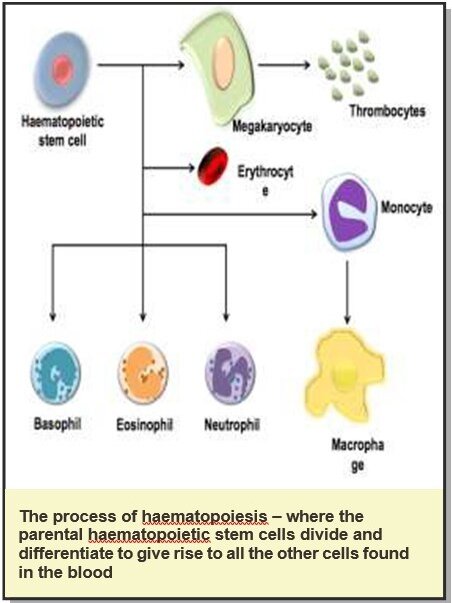 I wonder Nov 2015 a meeting with the macrophage Fig1