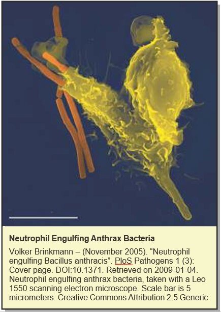 I wonder Nov 2015 a meeting with the macrophage Fig2