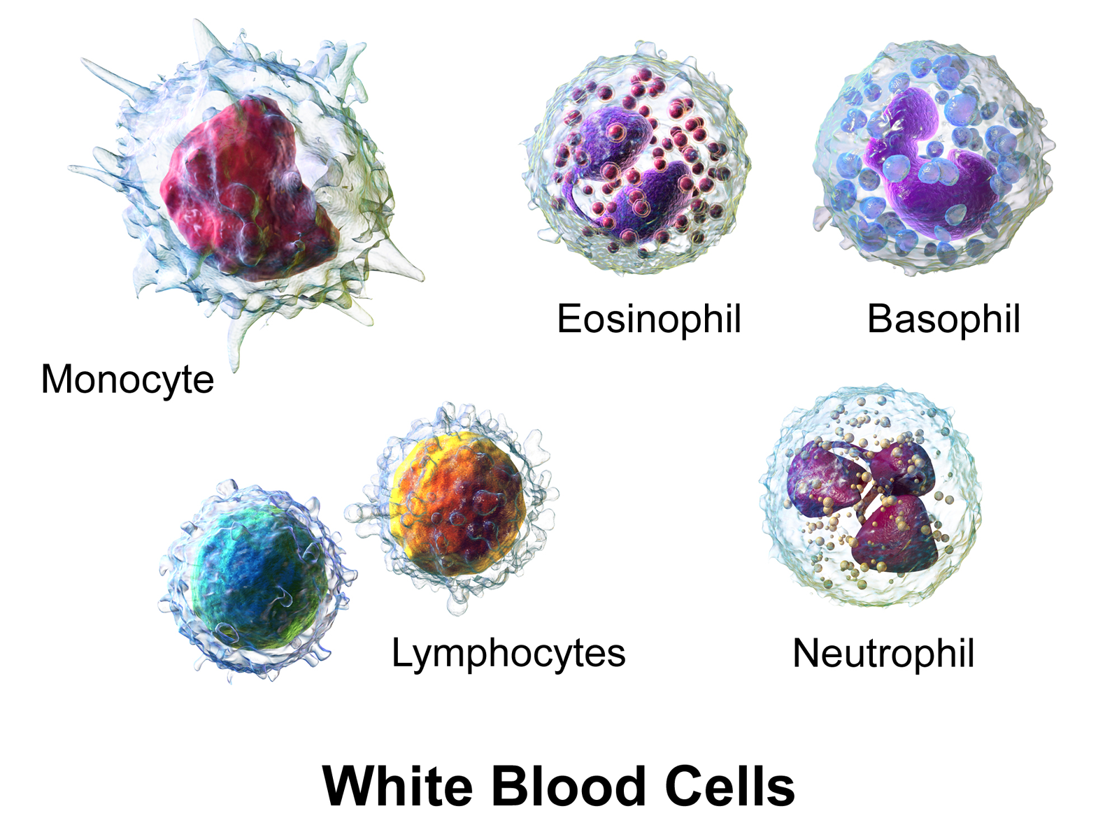 I wonder Nov 2015 a meeting with the macrophage Fig 3