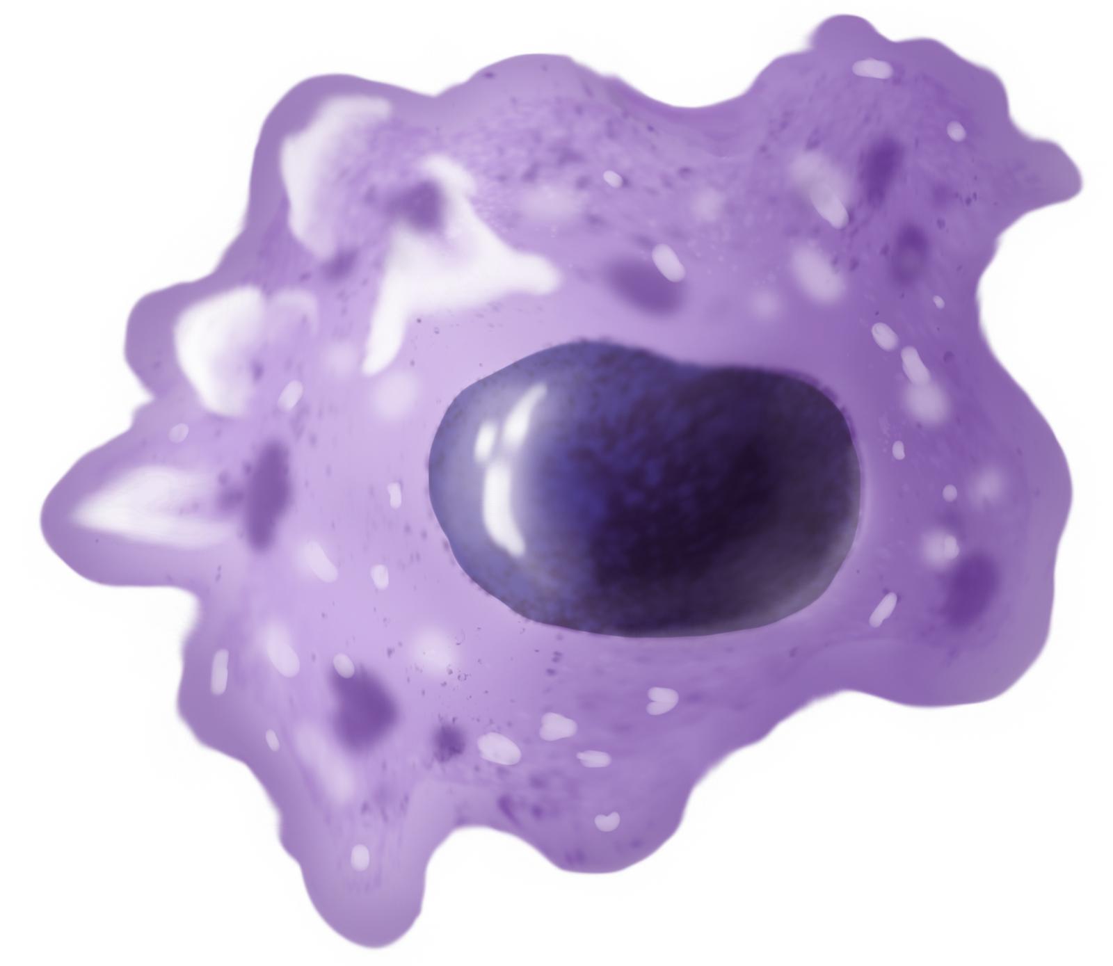 I wonder Nov 2015 a meeting with the macrophage Fig 4