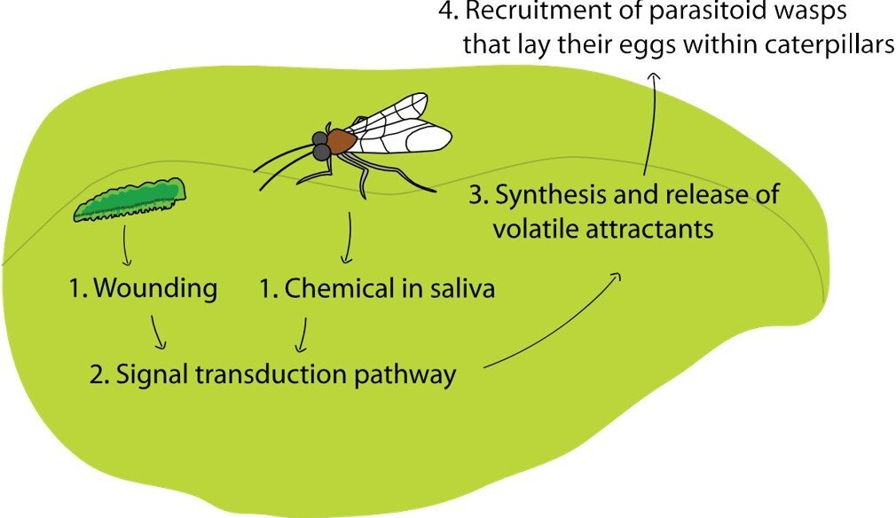 I wonder June 2016 Chemical ecology talking in natures language fig 3