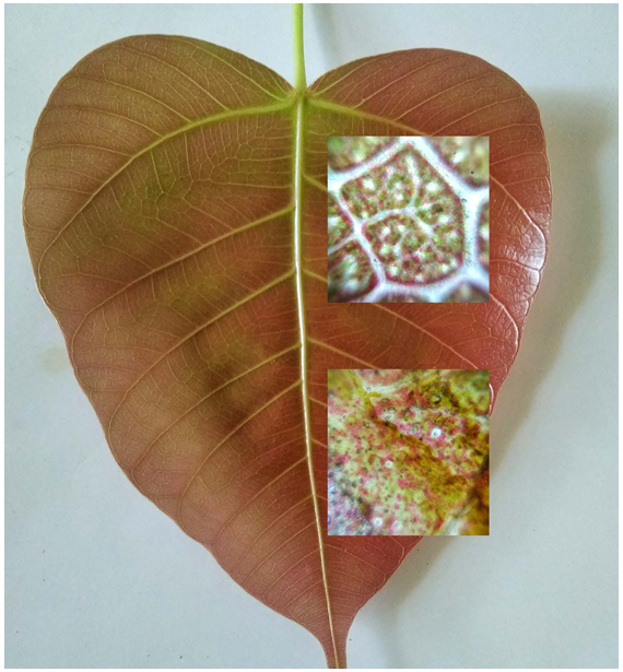 I wonder snippet foldscope fig 1a