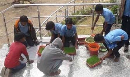 Iwonder hydroponic farming Fig2 keeping trays of hyd grwon wheat in the sun to reduce fungal growth